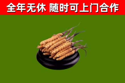 海晏县回收冬虫夏草