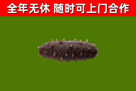 海晏县回收海参干
